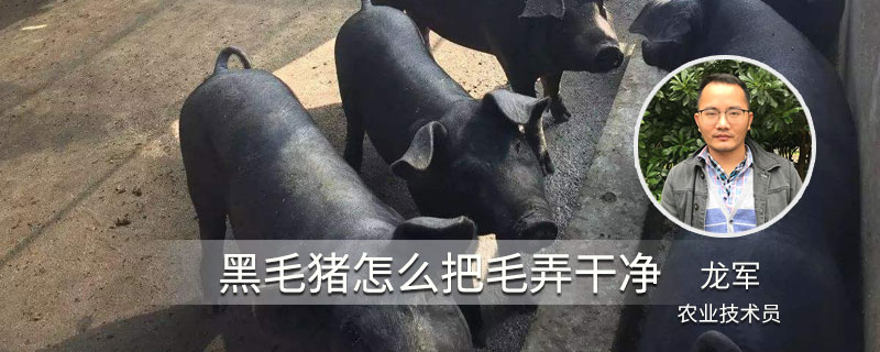 黑毛猪怎么把毛弄干净"