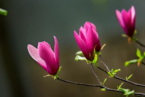 玉兰花有哪些品种 玉兰花有几种颜色