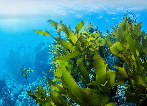 海带怎么繁殖后代 孢子来繁殖方法