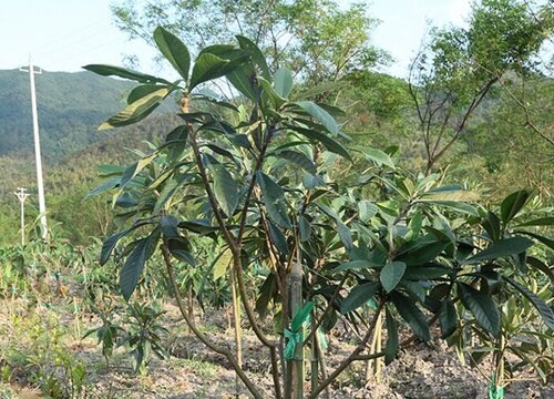 枇杷是树还是草 属于木本植物