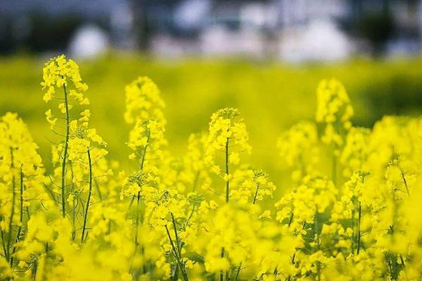 油菜花是什么颜色 油菜花有几个花瓣