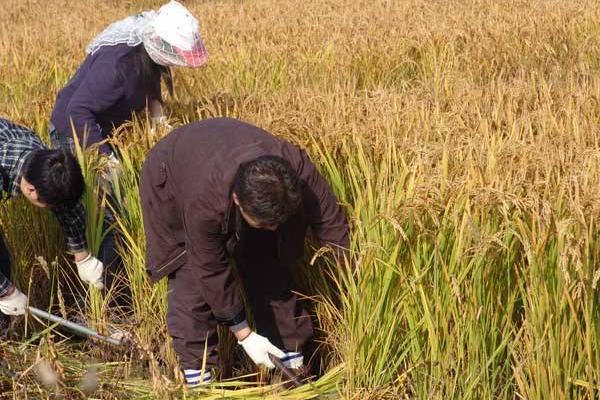 农业合作社经营范围有哪些 注册农业合作社章程范本