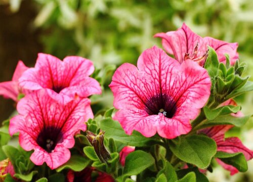 花箱里适合种什么植物"