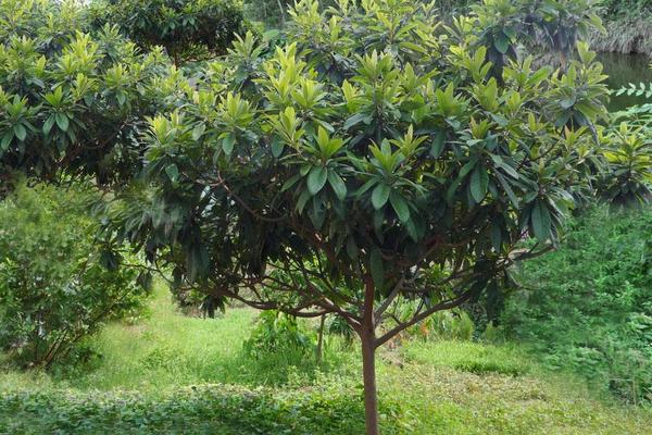 枇杷树几年结果 枇杷树种植技术