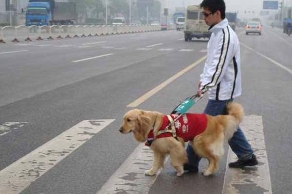 导盲犬是什么狗