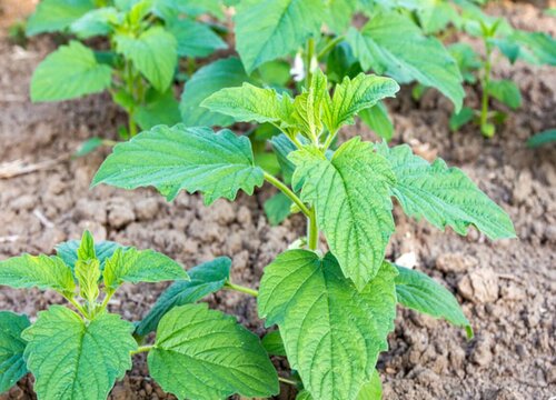 夏芝麻种植时间和方法"