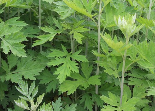 艾草种植时间和方法"