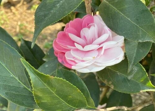 夏天的茶花如何进行疏蕾"