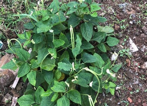 小扁豆种植时间和方法"