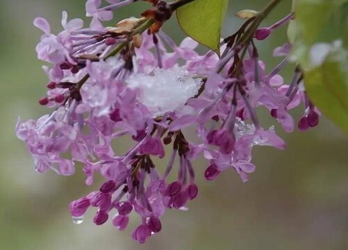 丁香花冬天开花吗