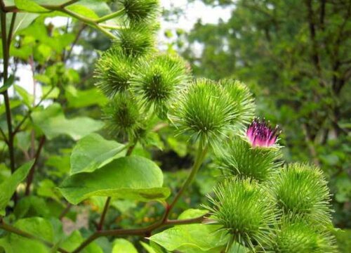 牛蒡种植时间和方法"