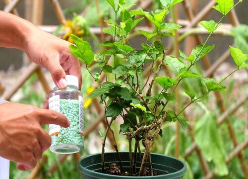 教你如何给植物安全施肥"