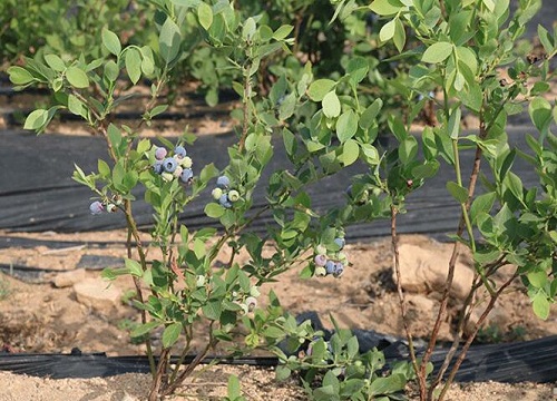 蓝莓种植时间和方法"