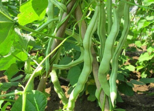 地芸豆种植时间和方法"