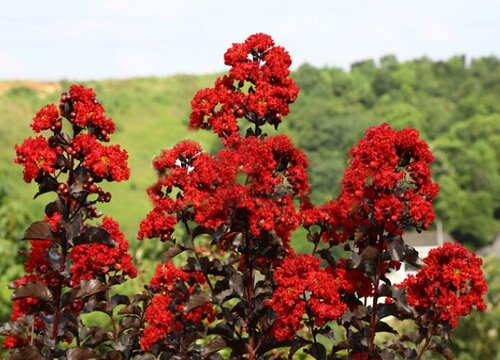 紫薇什么时候开花 开花季节