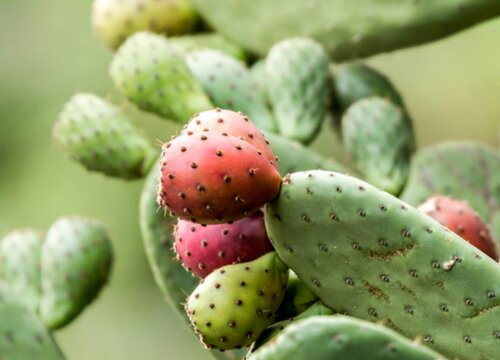 种植仙人掌赚钱吗