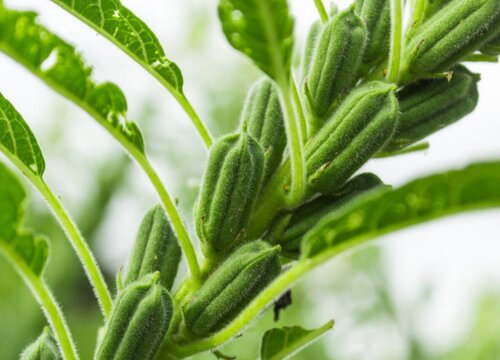 种植芝麻赚钱吗 种植成本和利润