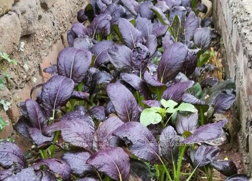 紫油菜种植时间和方法"