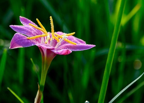 牛奶可以浇兰草花吗