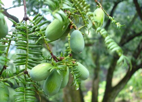 香榧多久成熟 从开花到结果成熟要多久