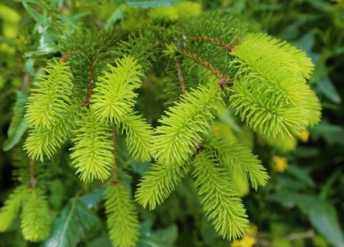 松树是植物吗