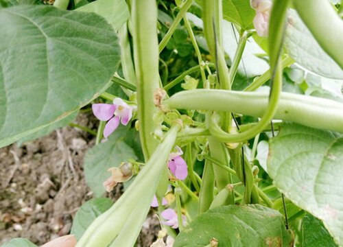 菜豆种植时间和方法"