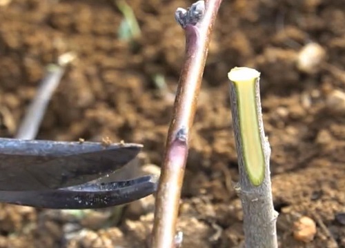 桃树怎么剪枝 修剪技术图解