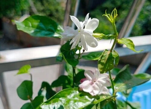 茉莉春季如何管理才能保证花量和香味