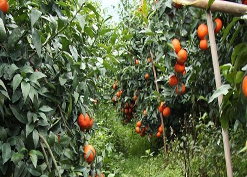 沃柑种植条件 对气候、气温的要求