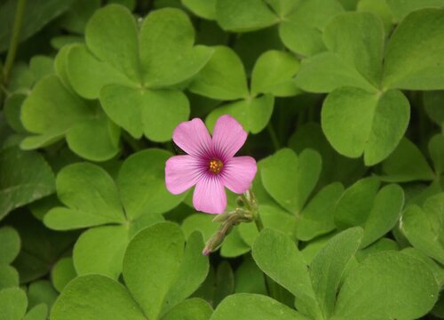 有什么花的花语是友谊 花语代表友谊的花