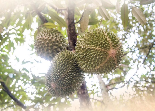 榴莲成熟的季节是几月