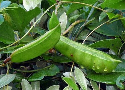 大刀豆种植时间和方法"