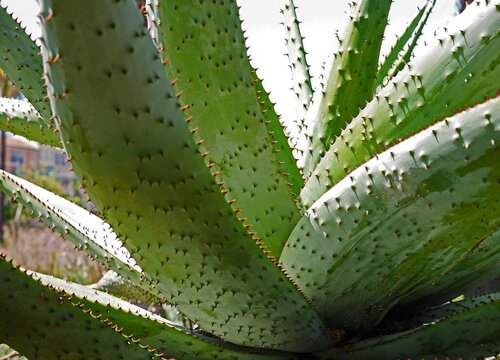 夏季如何养殖芦荟越长越旺