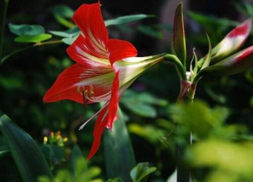 对红花怎么养才开花