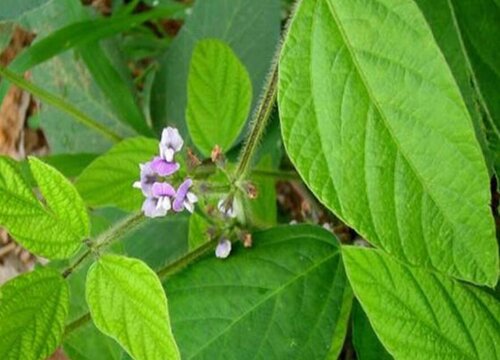 黄豆开花吗 开花的样子（图片）