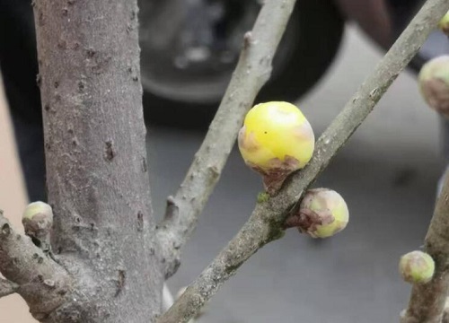 梅花抗冻吗