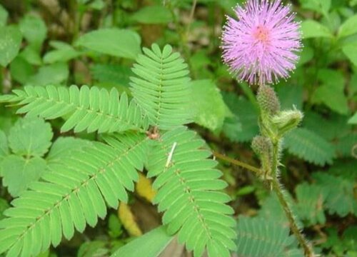 含羞草是植物吗 属于什么样的植物