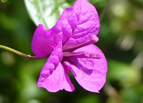 叶子花怎么繁殖 繁殖方法