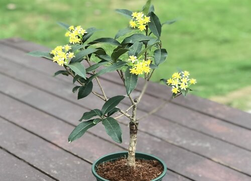 桂花树不开花怎么办