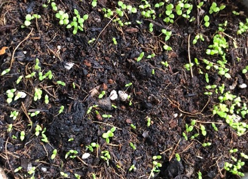 牵牛花是多年生还是一年生的植物"