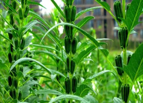 黑芝麻种植时间和方法"