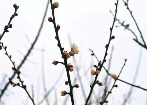 梅花什么时候剪枝最好"