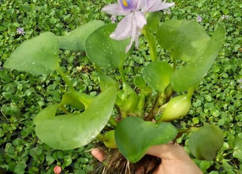 水芙蓉会开花吗