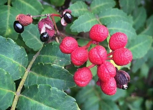 花椒什么季节成熟 成熟季节是几月份