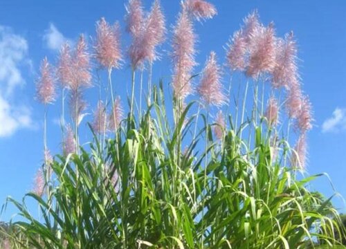 甘蔗开花吗 开花是什么预兆与寓意