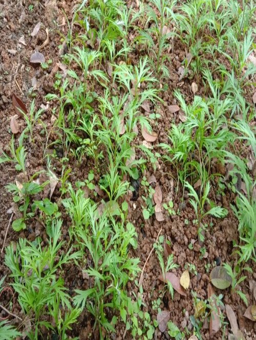 芦蒿种植时间和方法