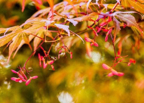 枫树会开花吗 属于开花植物