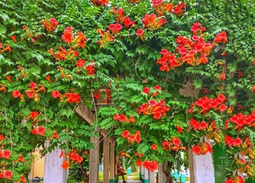 凌霄花有几种颜色（图片）