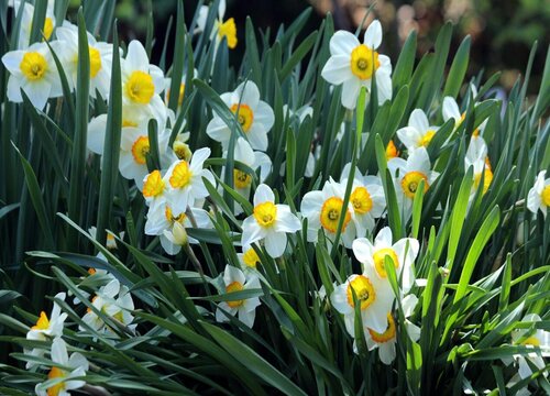 水仙花养多久才能开花"