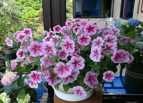 春冬季节如何给花卉做护理"